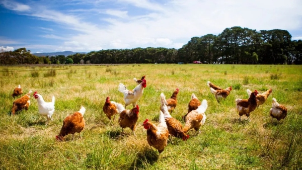 非笼养肉鸡