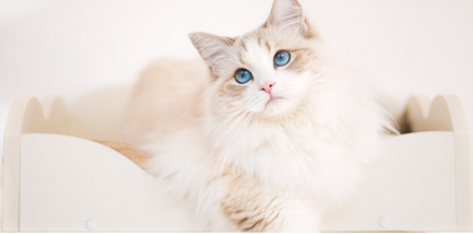 宠物食品检验测试服务